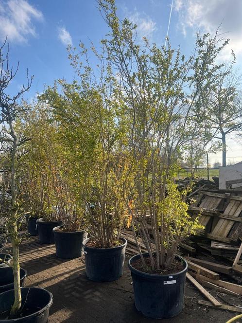 Meerstammig granaatappelboom (Punica granatum), Tuin en Terras, Planten | Bomen, Overige soorten, 250 tot 400 cm, Zomer, In pot