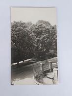 Fotokaart- uitzicht- park- straatbeeld, Ophalen of Verzenden, Voor 1940, Overige onderwerpen, Foto