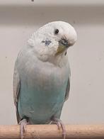 Blackwing grijsvleugel man, Mannelijk, Parkiet