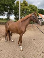 Zeer goed bewegende 3 jarige D-pony te koop, Dieren en Toebehoren, Merrie, Gechipt, Dressuurpony, 3 tot 6 jaar