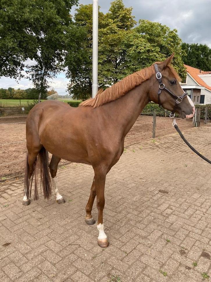 Zeer goed bewegende 3 jarige D-pony te koop, Dieren en Toebehoren, Pony's, Merrie, Onbeleerd, D pony (1.37m tot 1.48m), Dressuurpony