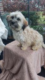 LIEVE MALTIPOO PUPS  ( 2 REUTJES ), Parvo, Maltezer, Nederland, Reu