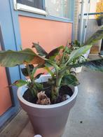 Bananen plant, Tuin en Terras, Planten | Tuinplanten, Ophalen, Overige soorten, Volle zon