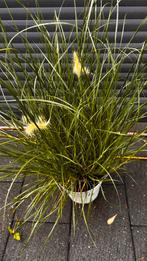 Pennnisetum Hameln, Tuin en Terras, Planten | Tuinplanten, Ophalen, Zomer, Volle zon