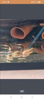 L144 blue eye algen eters, Vis, Zoetwatervis, Schoolvis
