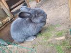 Blauwe wener voedster, Dieren en Toebehoren, Vrouwelijk