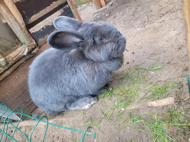 Blauwe wener voedster, Dieren en Toebehoren, Konijnen, Vrouwelijk