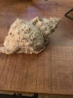 Grote Hoorn schelp van 337 gram, Verzamelen, Mineralen en Fossielen, Ophalen of Verzenden, Schelp(en)