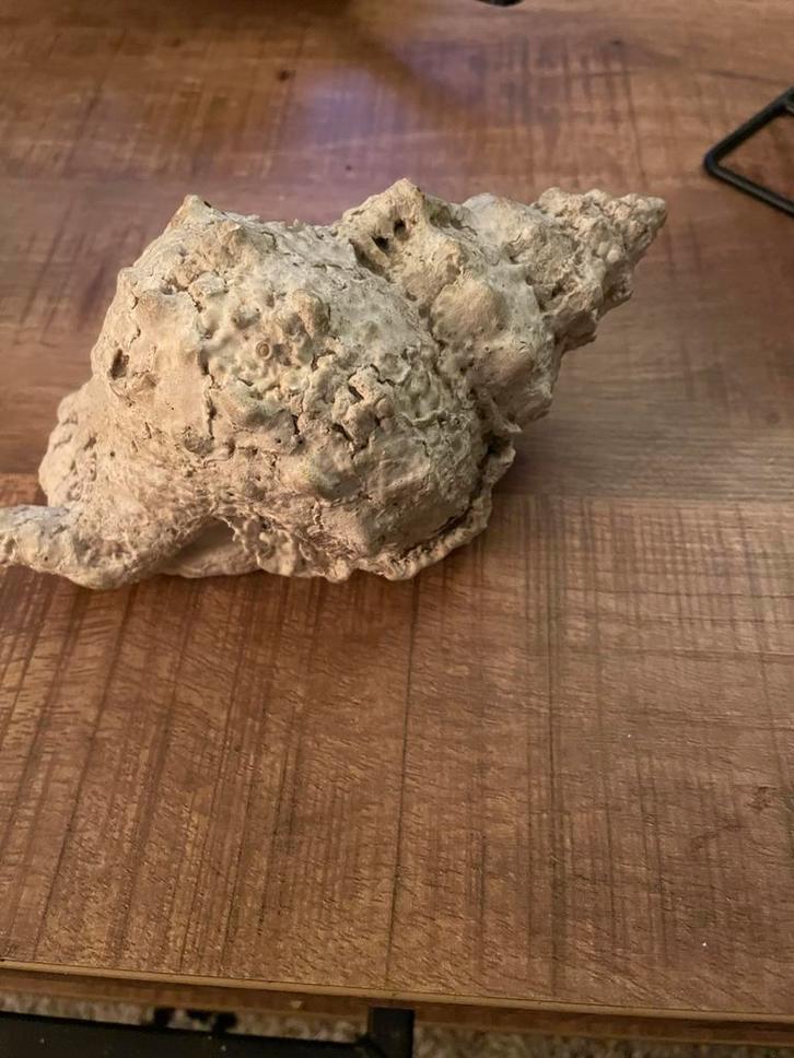Grote Hoorn schelp van 337 gram, Verzamelen, Mineralen en Fossielen, Schelp(en), Ophalen of Verzenden