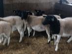 Dorper rammen, Dieren en Toebehoren, Schapen, Geiten en Varkens, Mannelijk, Schaap