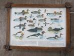 ingelijste oude schoolplaat met watervogels, Antiek en Kunst, Ophalen of Verzenden, Natuur en Biologie