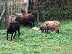 Quessant schaapjes vier ooien., Dieren en Toebehoren, Vrouwelijk, Schaap, 0 tot 2 jaar