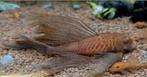 Ancistrus SP L 144 super red Longfin, bewezen koppel, Dieren en Toebehoren, Vis