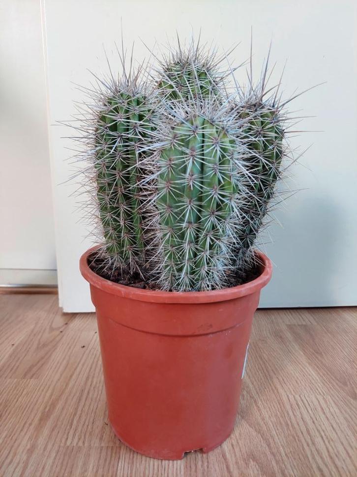 XL Cactus - Grote Cactus H: 45 cm. Ø 21 cm., Huis en Inrichting, Kamerplanten, Cactus, Minder dan 100 cm, Groene kamerplant, Volle zon