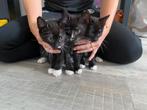 Kitten, Dieren en Toebehoren, Meerdere dieren