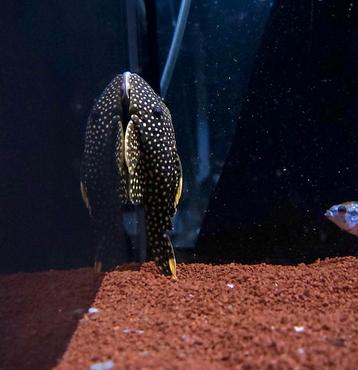 L018 Golden Nugget pleco 10 cm  beschikbaar voor biedingen