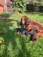 Langhaar standaard teckelpups, Dieren en Toebehoren, Honden | Teckels en Dashonden, Standaard, CDV (hondenziekte), 8 tot 15 weken