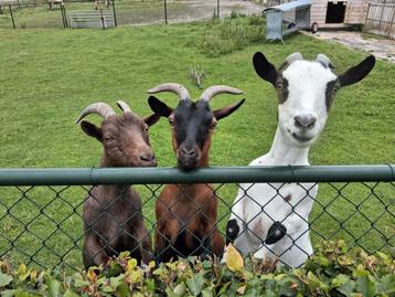 3 lieve makke dwerggeiten  beschikbaar voor biedingen