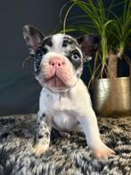 2 franse bulldog teefjes, 8 tot 15 weken, Teef, Bulldog, Meerdere