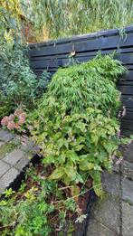 Duizendknoop, Tuin en Terras, Planten | Tuinplanten, Ophalen, Bodembedekkers, Vaste plant, Halfschaduw