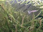 Endler guppen man, Dieren en Toebehoren, Vis, Zoetwatervis, Schoolvis
