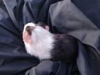Jonge cavia's, Dieren en Toebehoren, Knaagdieren, Oktober, Meerdere dieren, Cavia