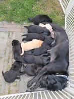 Fieldtrail labrador retriever pups te koop met stamboom, 8 tot 15 weken, Labrador retriever, CDV (hondenziekte), Meerdere