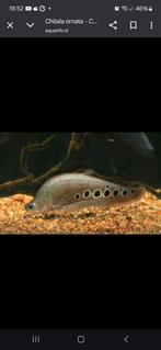 Chitale ornata 40cm, Dieren en Toebehoren, Vissen | Aquariumvissen, Vis
