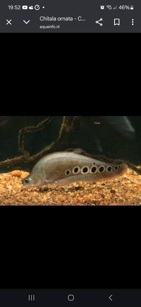Chitale ornata 40cm, Dieren en Toebehoren, Vissen | Aquariumvissen, Vis