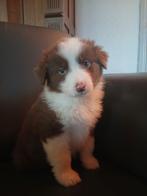 Australian Shepherd pups, 8 tot 15 weken, Meerdere, Meerdere dieren, Herder