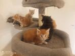 Russische Maine Coon kittens met stamboom, Dieren en Toebehoren, Katten en Kittens | Raskatten | Langhaar, Meerdere dieren, Gechipt