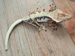 Wimpergekko vrouw Lilly White, Hagedis