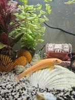 Siamese algeneter, Dieren en Toebehoren, Vissen | Aquariumvissen, Vis