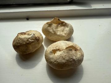 Leeg slangenei van koningspython – uniek decoratie-item beschikbaar voor biedingen