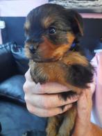 Te koop hele lieve Yorkshire Terrier puppies, Dieren en Toebehoren, Yorkshire Terriër, CDV (hondenziekte), 8 tot 15 weken, Meerdere