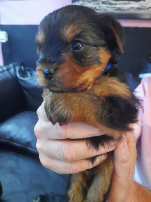 Te koop hele lieve Yorkshire Terrier puppies, Dieren en Toebehoren, Honden | Jack Russells en Terriërs, Meerdere dieren, Yorkshire Terriër