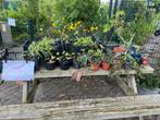 Tuinplanten stekjes - opbrengst voor de kinderboerderij, Ophalen, Zomer, Overige soorten, Volle zon