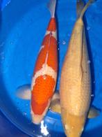 Combideal 2 grote Japanse koi, Dieren en Toebehoren, Karper of Koi