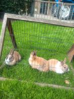 Te koop 3 mooie kleine konijntjes, Dieren en Toebehoren, Konijnen, Vrouwelijk, Klein, 0 tot 2 jaar