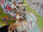Mooie pekinees pup, 1reutje 9 weken oud., CDV (hondenziekte), 8 tot 15 weken, Meerdere, Meerdere dieren