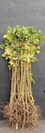 Bottelroos Rimpelroos Egelantier hondsroos Berg duin, Ophalen, Overige soorten, Struik, Minder dan 100 cm