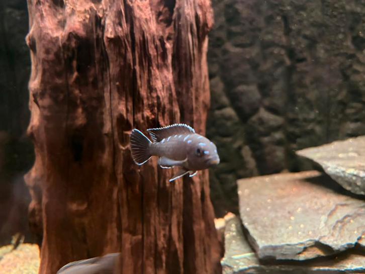 cichlide, Dieren en Toebehoren, Vissen | Aquariumvissen, Vis