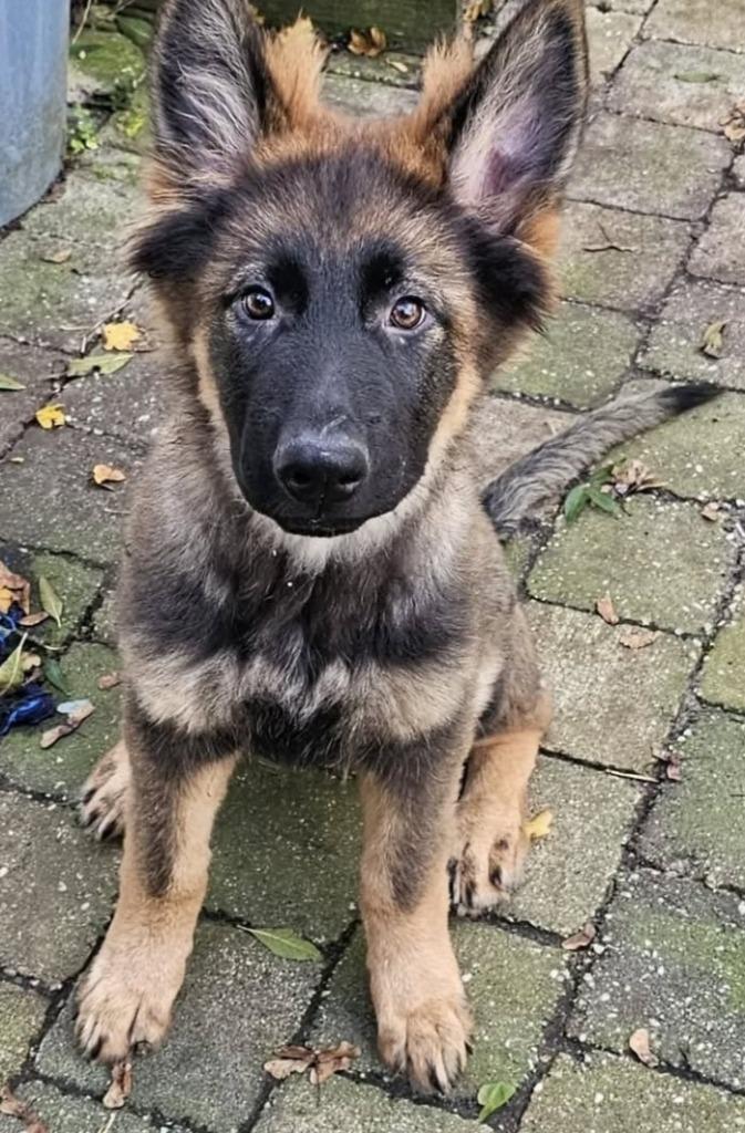 jonge oud duitse herder, Dieren en Toebehoren, Honden | Herdershonden en Veedrijvers, Teef, Herder, Particulier, Eén hond, Buitenland