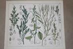 Antieke botanische kleurensteendruk - Oa Zeekraal - 1862 !!, Antiek en Kunst, Kunst | Litho's en Zeefdrukken, Ophalen of Verzenden