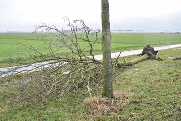 Boom omgewaaid? Door storm of wind? beschikbaar voor biedingen