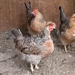 Broedeieren van de Cream Legbars Kippen., Dieren en Toebehoren, Pluimvee, Geslacht onbekend, Kip