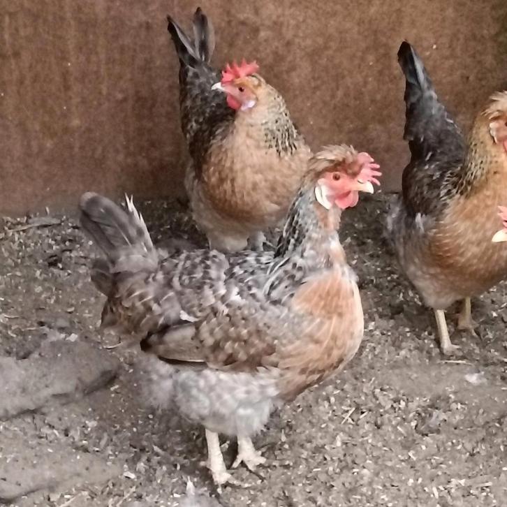 Broedeieren van de Cream Legbars Kippen., Dieren en Toebehoren, Pluimvee, Kip, Geslacht onbekend