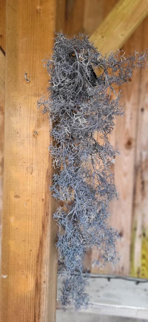 Toef kunsttak Tillandaia 75cm lang, Huis en Inrichting, Woonaccessoires | Kunstplanten en Kunstbloemen, Nieuw, Binnen, Ophalen of Verzenden