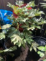 Grote Fatsia Spiderweb in boomkuip, Vaste plant, Halfschaduw, Herfst, Ophalen