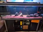 10 malawi vissen, Dieren en Toebehoren, Vissen | Aquariumvissen, Vis, Zoetwatervis